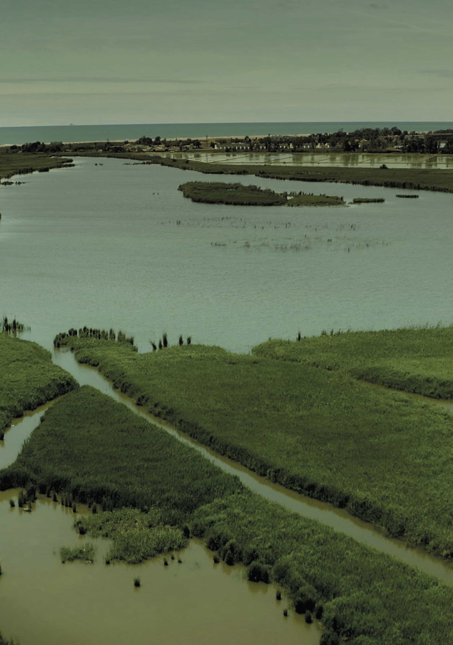 Aerial view of a green wetland